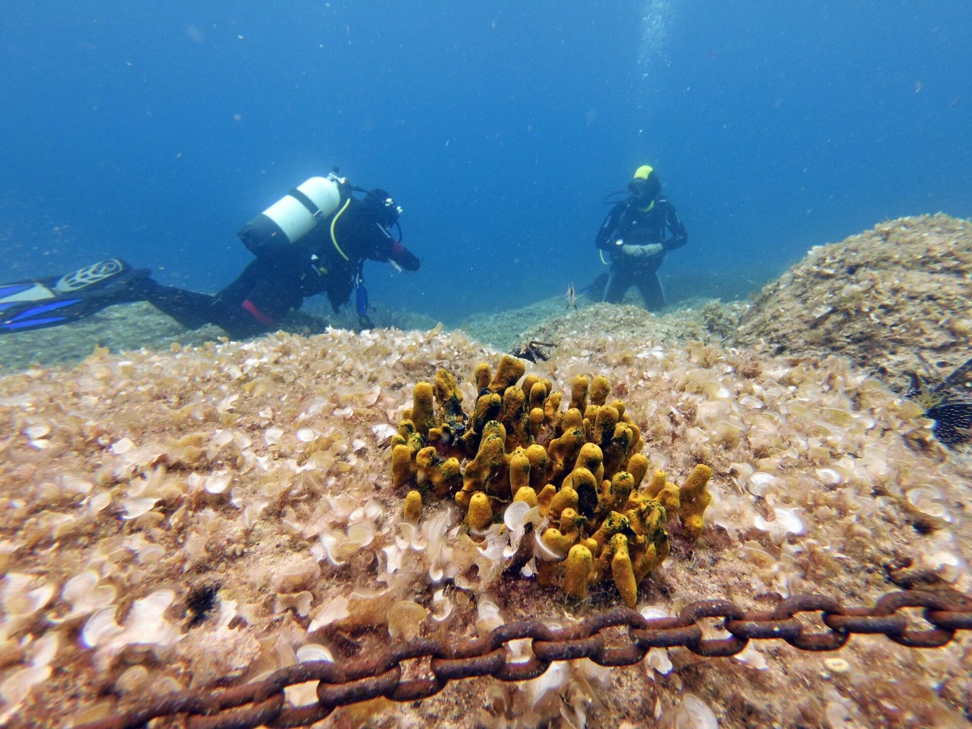 image3 | Entdecke die Unterwasserwelt in Buqez!